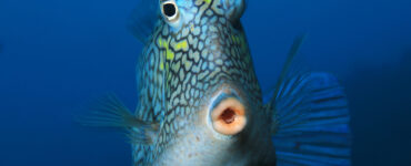 a honeycomb cowfish up close
