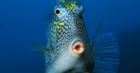 a honeycomb cowfish up close
