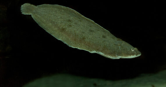 a dover sole swimming in the water