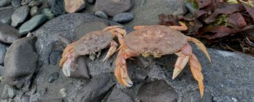 dungeness crabs on the rocks in alaska
