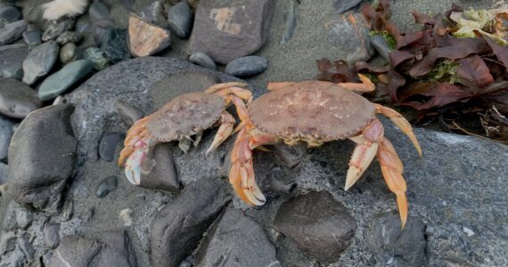dungeness crabs on the rocks in alaska