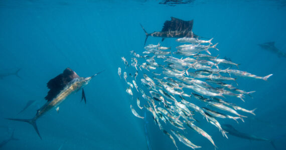 two sailfish chasing smaller fish in the ocean