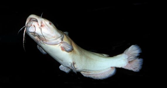 an albino flathead catfish on a black background