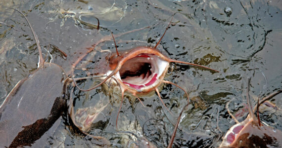 a school of flathead catfish at the surface of the water