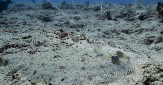 a flounder camouflaged in the sand