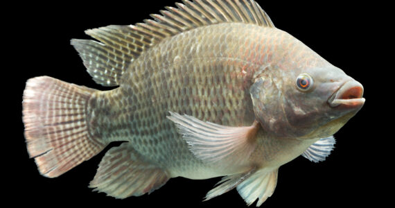a tilapia on a black background