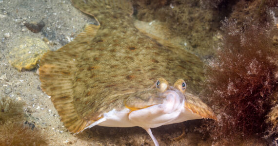 close up of a winter flounder
