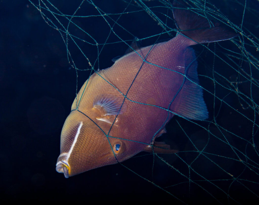 a triggerfish caught in a ghost gear net