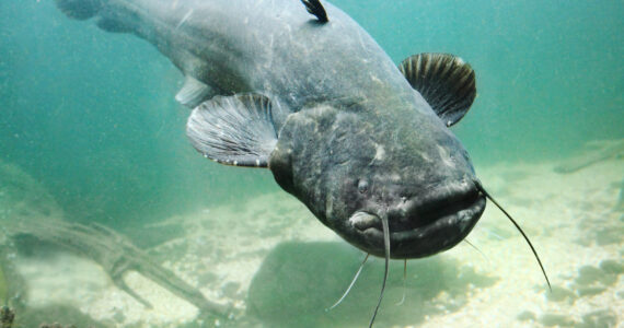 a massive catfish swimming underwater