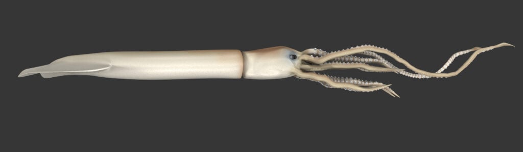 a giant squid rendering