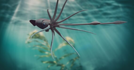 a giant squid with tentacles spread underwater