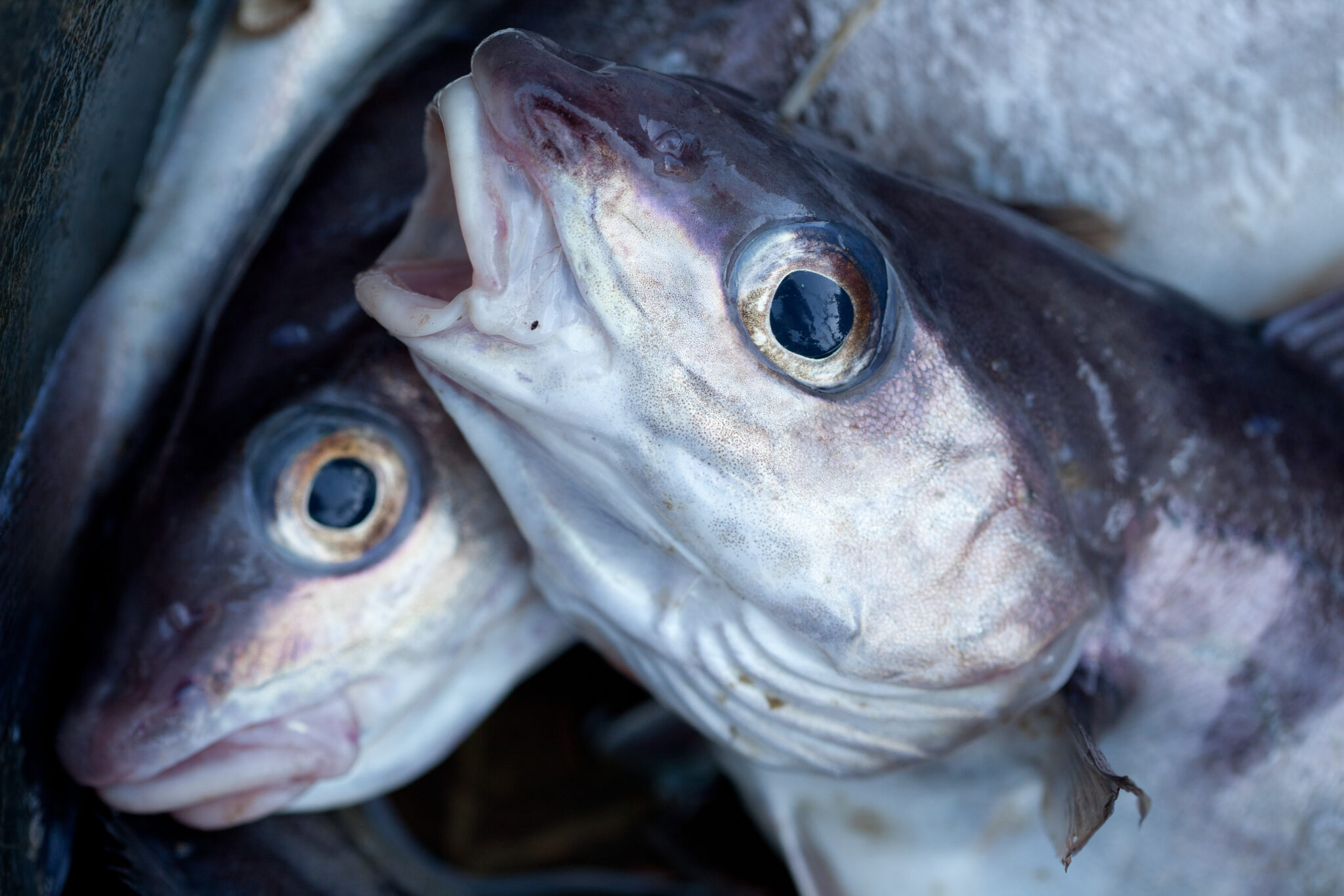Haddockcod Fish What's the Difference Between Haddock and Cod?