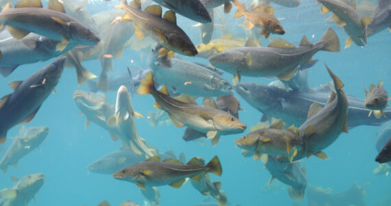 a school of cod swiming in the ocean