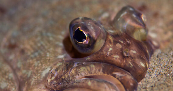 a close up of a halibut's eyes