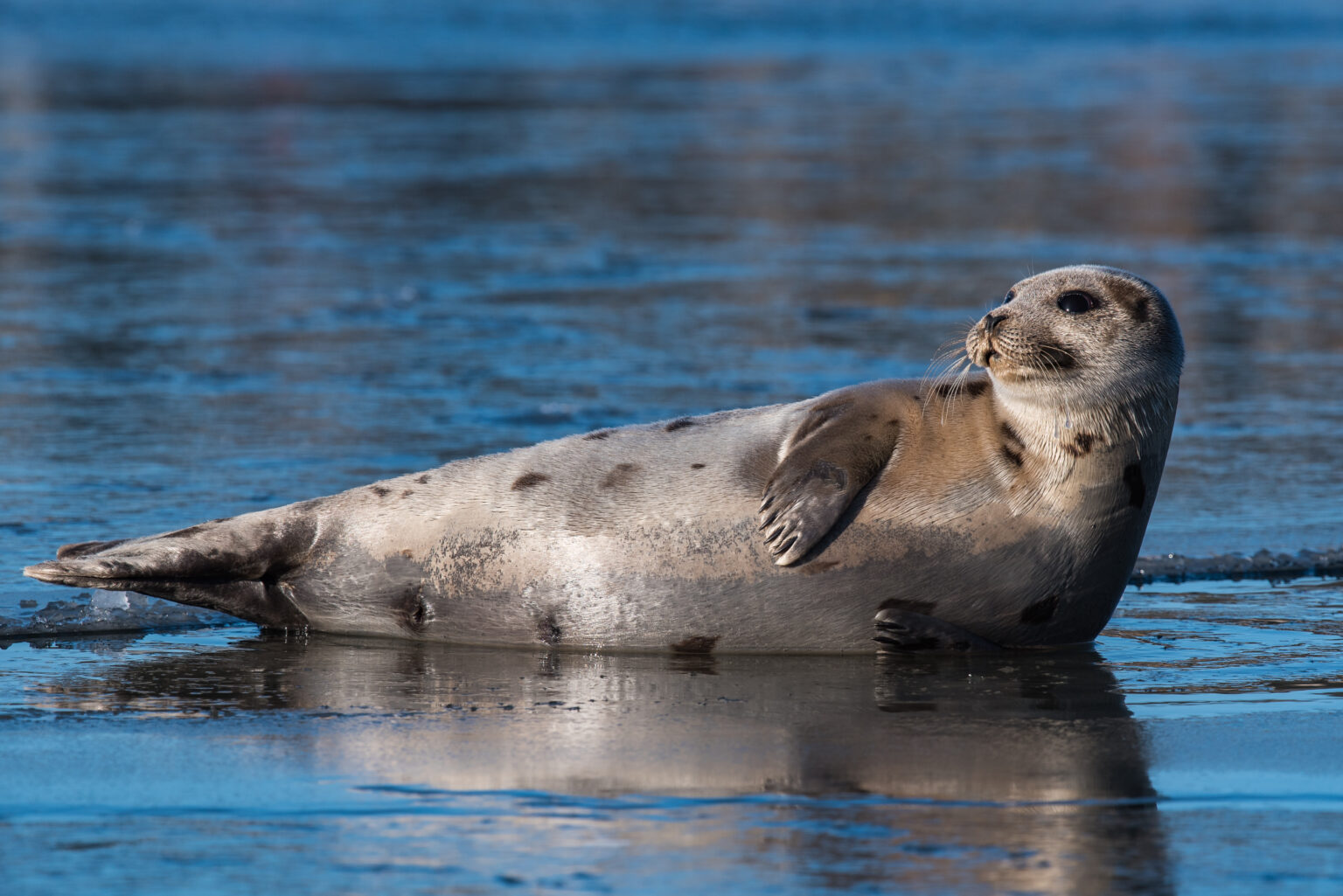Are Harp Seals Dangerous?