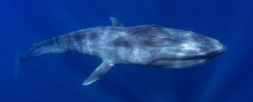 a blue whale deep in the ocean