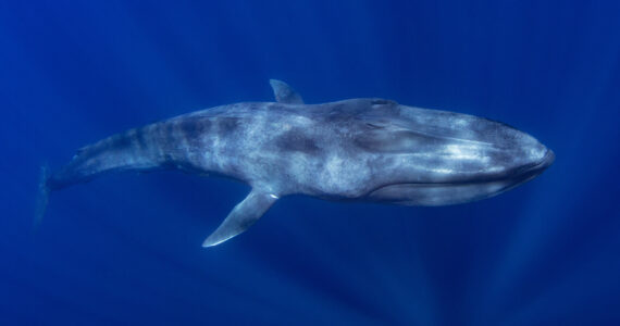 a blue whale deep in the ocean