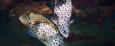 two fish about to mate