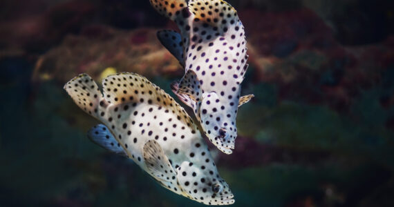two fish about to mate