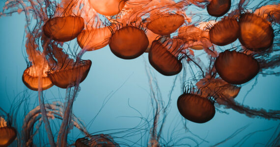 a swarm of jellyfish in the ocean