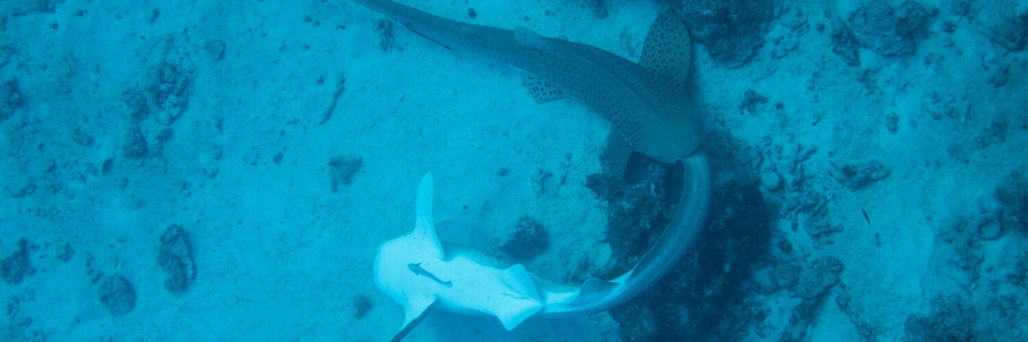 two sharks mating on the seafloor