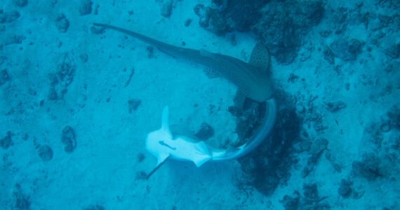 two sharks mating on the seafloor