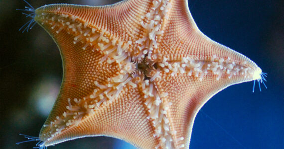 a starfish on glass in an aquarium