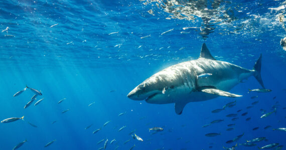 a great white shark swimming through the ocean