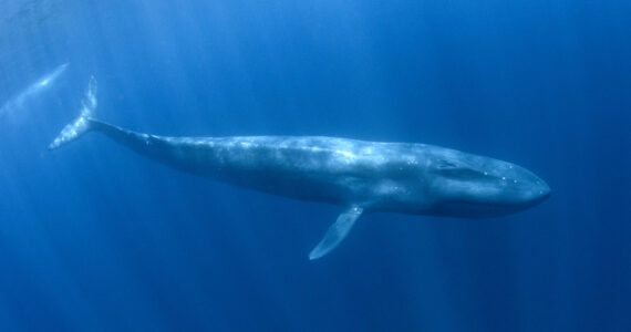 a blue whale diving deep underwater