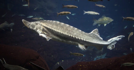 a massive sturgeon underwater
