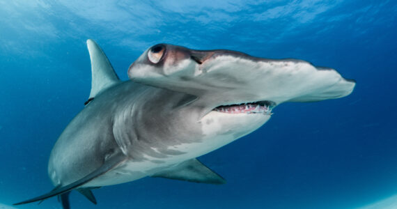 a huge hammerhead up close underwater