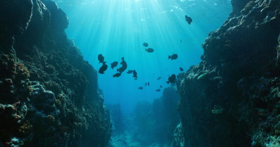 an underwater canyon in the ocean
