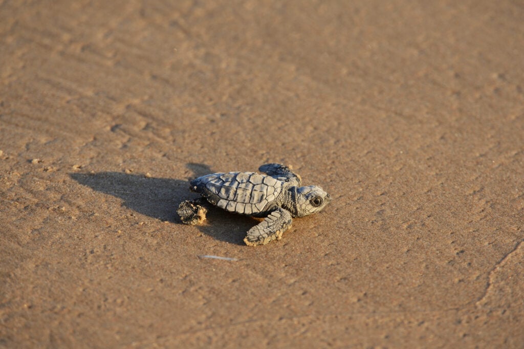 a small kemp's ridley sea turtle on the beach