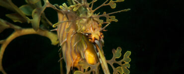 close up of a leafy sea dragon