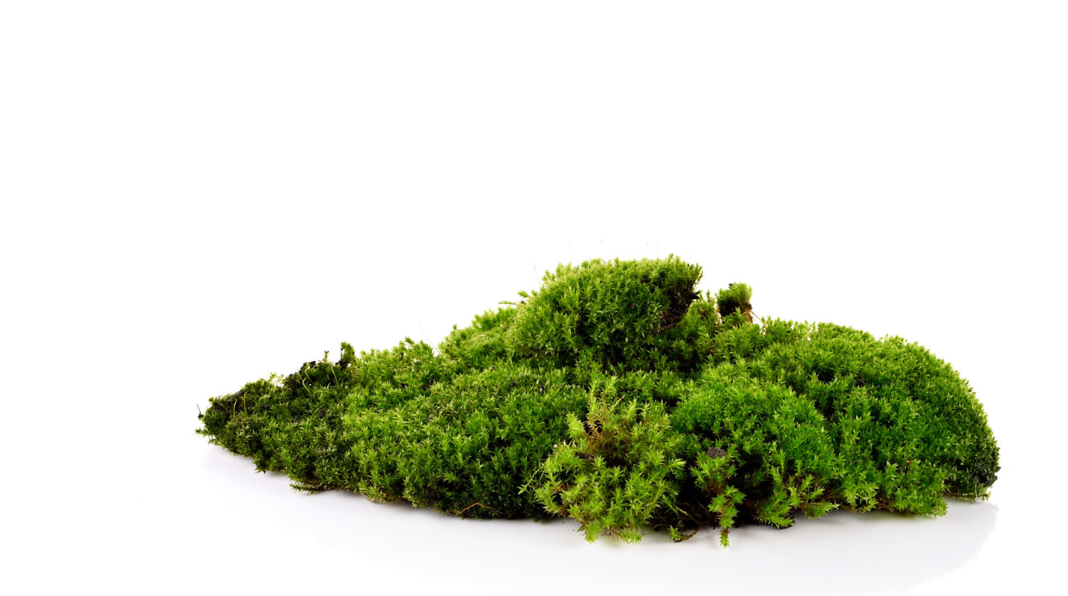 What's the Difference Between Moss and Algae?