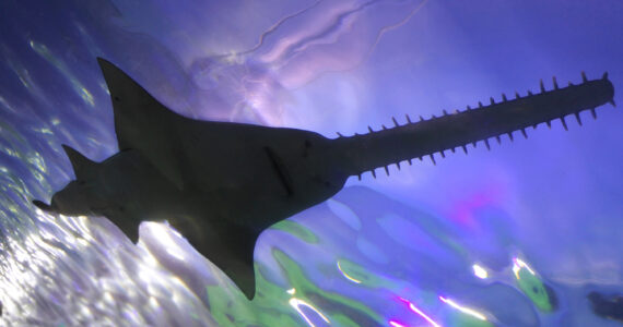 an underview of a sawshark in the ocean