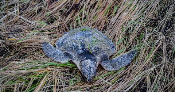 a dead kemp's ridley sea turtle in the grass
