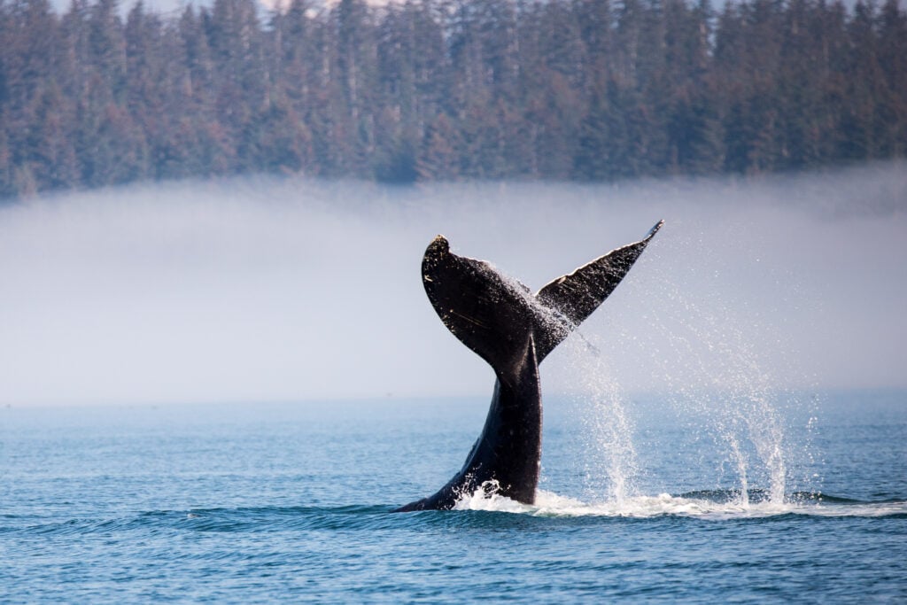 the tail of a humpback whale out of the water as the whale dives