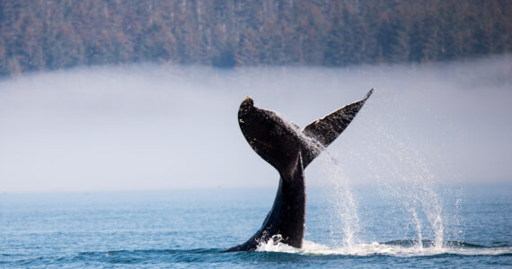 the tail of a humpback whale out of the water as the whale dives