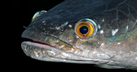 close up of a snakehead face