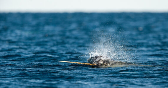 a narwhal expelling air through its blowhole