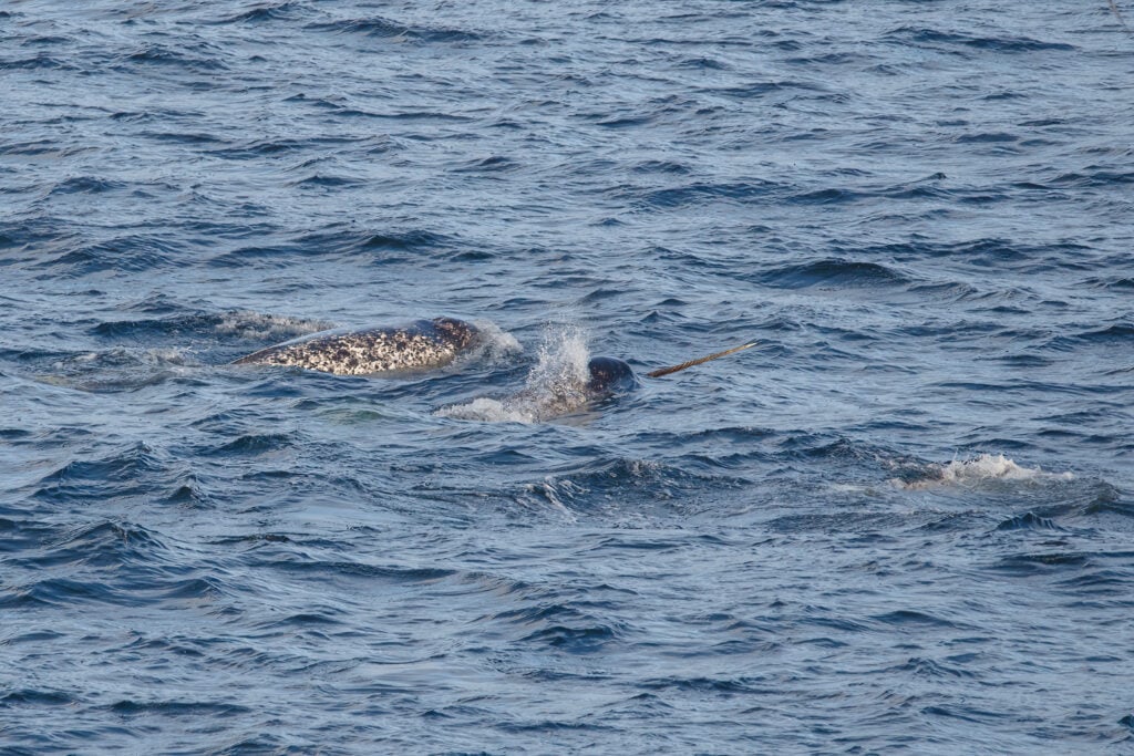 a group of narwhals in the ocean swimming