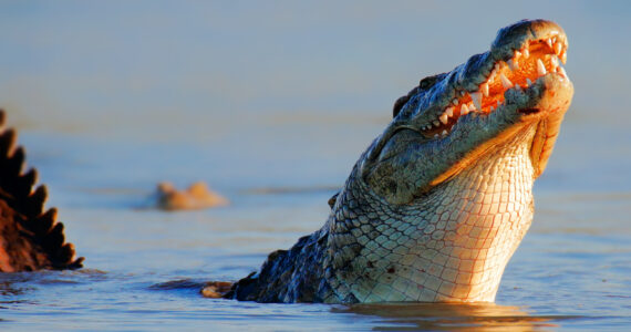 a nile crocodile in the water