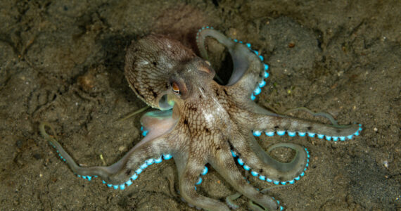 a beautiful coconut octopus on the seafloor