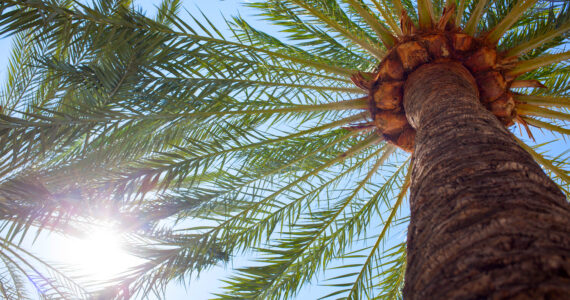 view of a date palm from below