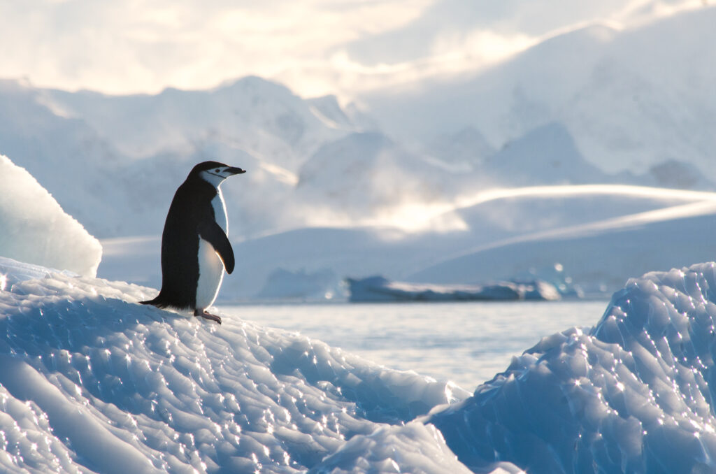 a penguin standing in antarctica
