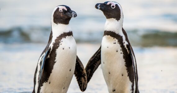 african penguins standing together on the beach
