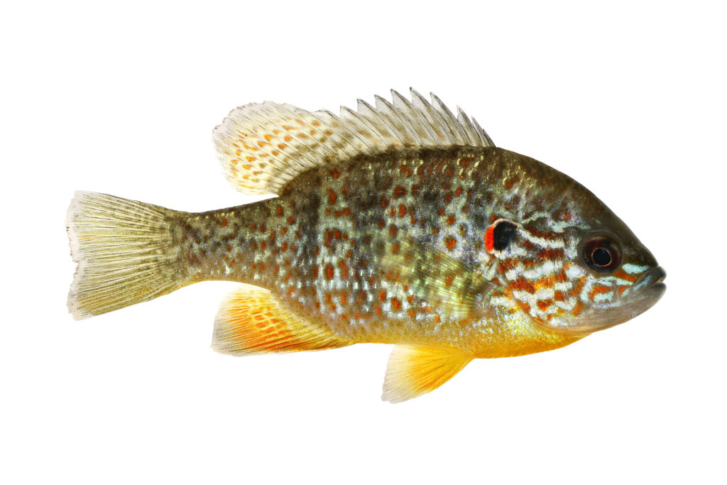 a pumpkinseed sunfish on a white background
