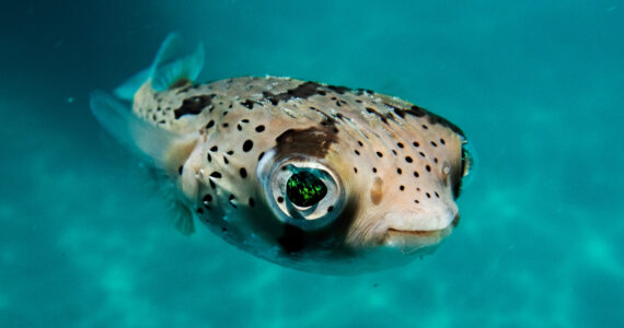 a porcupine fish underwater close up to the camera