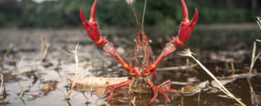 a crawfish in the swamp mud
